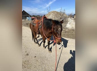 American Quarter Horse, Wałach, 4 lat, 145 cm, Gniada