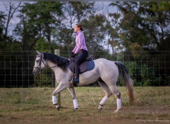 American Quarter Horse, Wałach, 4 lat, 145 cm, Siwa