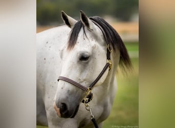 American Quarter Horse, Wałach, 4 lat, 145 cm, Siwa