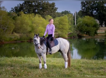 American Quarter Horse, Wałach, 4 lat, 145 cm, Siwa