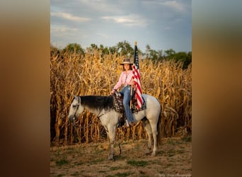 American Quarter Horse, Wałach, 4 lat, 145 cm, Siwa