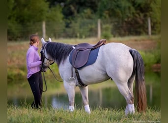 American Quarter Horse, Wałach, 4 lat, 145 cm, Siwa