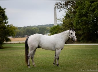 American Quarter Horse, Wałach, 4 lat, 145 cm, Siwa