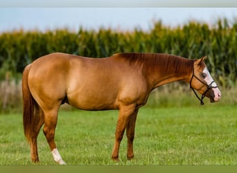 American Quarter Horse, Wałach, 4 lat, 147 cm, Bułana