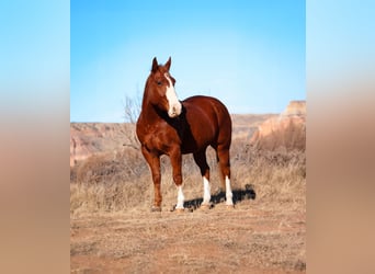 American Quarter Horse, Wałach, 4 lat, 147 cm, Ciemnokasztanowata