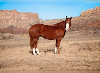 American Quarter Horse, Wałach, 4 lat, 147 cm, Ciemnokasztanowata