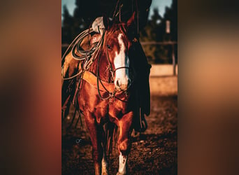 American Quarter Horse, Wałach, 4 lat, 147 cm, Ciemnokasztanowata