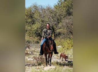 American Quarter Horse, Wałach, 4 lat, 147 cm, Gniada