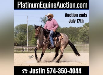 American Quarter Horse, Wałach, 4 lat, 147 cm, Gniadodereszowata