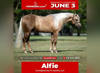 American Quarter Horse, Wałach, 4 lat, 147 cm, Izabelowata
