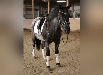 American Quarter Horse Mix, Wałach, 4 lat, 147 cm, Karodereszowata