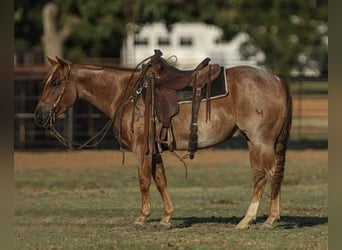 American Quarter Horse, Wałach, 4 lat, 147 cm, Kasztanowatodereszowata