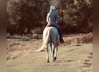 American Quarter Horse, Wałach, 4 lat, 147 cm, Siwa