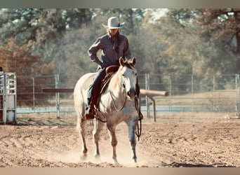 American Quarter Horse, Wałach, 4 lat, 147 cm, Siwa