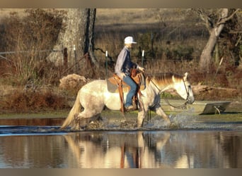 American Quarter Horse, Wałach, 4 lat, 147 cm, Siwa