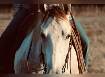 American Quarter Horse, Wałach, 4 lat, 147 cm, Siwa