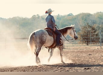 American Quarter Horse, Wałach, 4 lat, 147 cm, Siwa