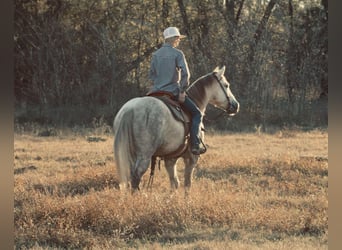 American Quarter Horse, Wałach, 4 lat, 147 cm, Siwa