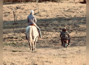 American Quarter Horse, Wałach, 4 lat, 147 cm, Siwa