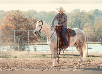 American Quarter Horse, Wałach, 4 lat, 147 cm, Siwa