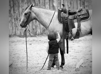 American Quarter Horse, Wałach, 4 lat, 147 cm, Siwa