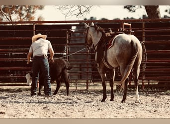 American Quarter Horse, Wałach, 4 lat, 147 cm, Siwa