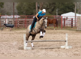 American Quarter Horse, Wałach, 4 lat, 147 cm, Siwa