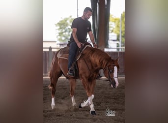 American Quarter Horse, Wałach, 4 lat, 148 cm, Kasztanowata