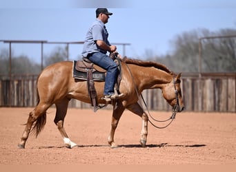 American Quarter Horse, Wałach, 4 lat, 150 cm, Bułana