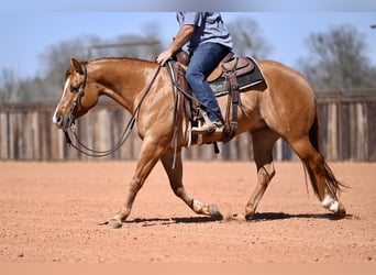 American Quarter Horse, Wałach, 4 lat, 150 cm, Bułana