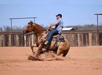 American Quarter Horse, Wałach, 4 lat, 150 cm, Bułana