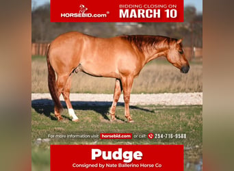 American Quarter Horse, Wałach, 4 lat, 150 cm, Bułana