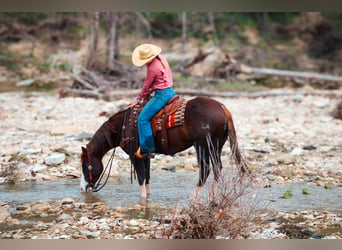 American Quarter Horse, Wałach, 4 lat, 150 cm, Ciemnokasztanowata