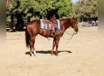 American Quarter Horse, Wałach, 4 lat, 150 cm, Ciemnokasztanowata