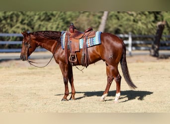 American Quarter Horse, Wałach, 4 lat, 150 cm, Ciemnokasztanowata