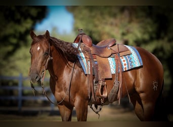 American Quarter Horse, Wałach, 4 lat, 150 cm, Ciemnokasztanowata