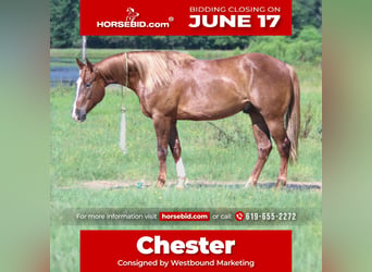 American Quarter Horse, Wałach, 4 lat, 150 cm, Cisawa