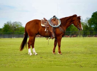 American Quarter Horse, Wałach, 4 lat, 150 cm, Cisawa