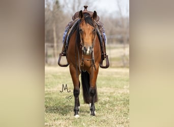 American Quarter Horse, Wałach, 4 lat, 150 cm, Gniada