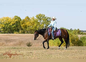 American Quarter Horse, Wałach, 4 lat, 150 cm, Gniada