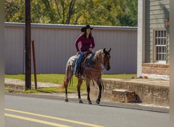 American Quarter Horse, Wałach, 4 lat, 150 cm, Gniadodereszowata