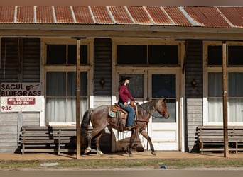 American Quarter Horse, Wałach, 4 lat, 150 cm, Gniadodereszowata