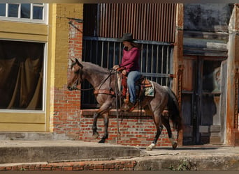 American Quarter Horse, Wałach, 4 lat, 150 cm, Gniadodereszowata