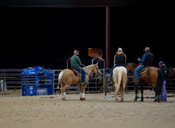 American Quarter Horse, Wałach, 4 lat, 150 cm, Izabelowata