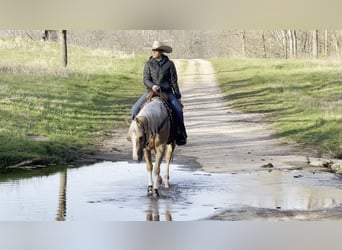 American Quarter Horse, Wałach, 4 lat, 150 cm, Izabelowata