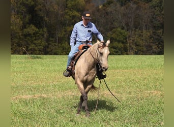 American Quarter Horse, Wałach, 4 lat, 150 cm, Jelenia