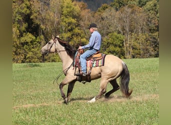 American Quarter Horse, Wałach, 4 lat, 150 cm, Jelenia