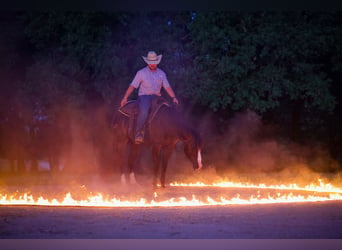 American Quarter Horse, Wałach, 4 lat, 150 cm, Kara