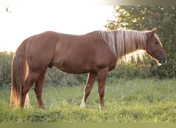 American Quarter Horse, Wałach, 4 lat, 150 cm, Kasztanowata