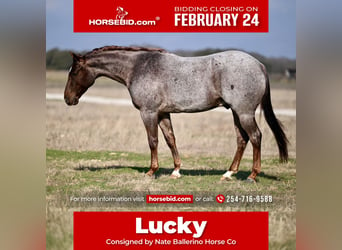 American Quarter Horse, Wałach, 4 lat, 150 cm, Kasztanowatodereszowata